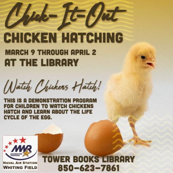 Chicken Hatching.jpg