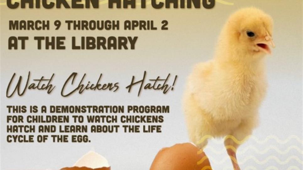 Chick-It-Out Chicken Hatching